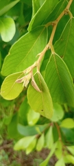 Gymnospora
