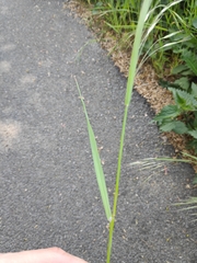 Bromus sterilis