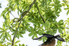 Boiga cyanea