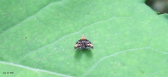 Prochoreutis