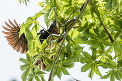Boiga cyanea