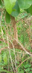 Gymnospora