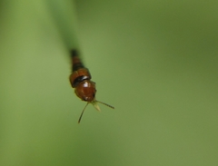 Tachyporus formosus