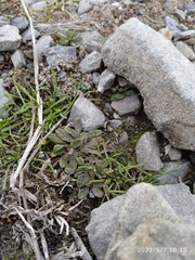 Myosotis brevis