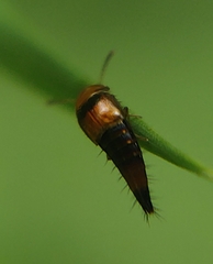 Tachyporus formosus