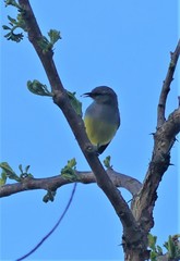 Sylvietta rufescens pallida
