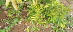 Combretum nigricans
