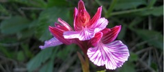 Anacamptis papilionacea grandiflora