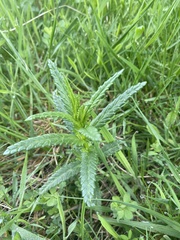 Rhinanthus minor