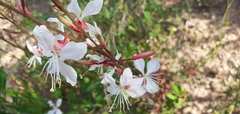 Oenothera lindheimeri