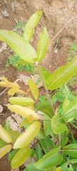 Combretum nigricans