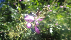 Desmodium uncinatum image