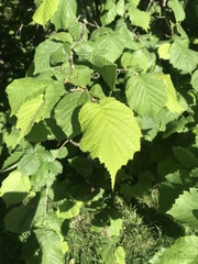 Corylus avellana