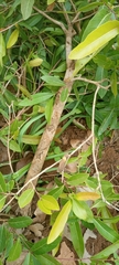 Combretum nigricans