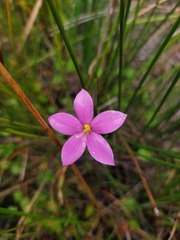 Orphium frutescens