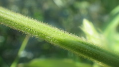 Desmodium uncinatum image