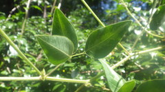 Desmodium uncinatum image