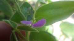 Desmodium uncinatum image