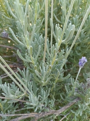 Lavandula dentata