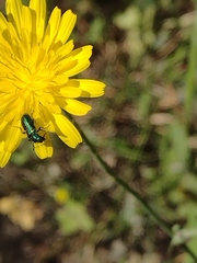 Psilothrix viridicoerulea