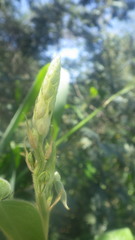 Desmodium uncinatum image