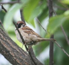 Passer montanus