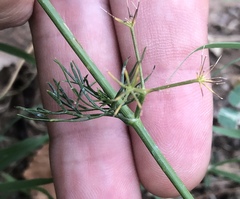 Ammoselinum butleri