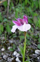 Anacamptis papilionacea grandiflora