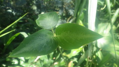 Desmodium uncinatum image