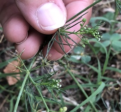 Ammoselinum butleri