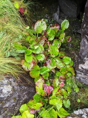Bergenia stracheyi