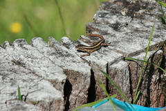 Liolaemus cyanogaster