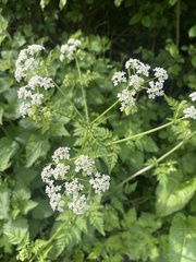 Anthriscus sylvestris