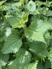 Urtica dioica