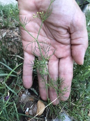 Ammoselinum butleri