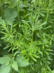Galium aparine