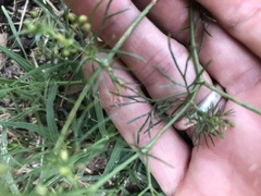 Ammoselinum butleri