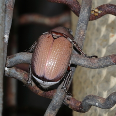 Anoplostethus roseus