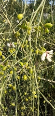 Retama monosperma