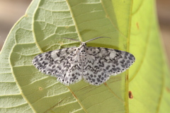 Hymenomima umbelularia