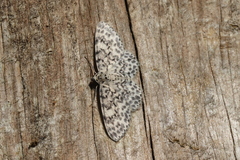Hymenomima umbelularia
