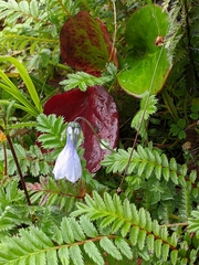 Codonopsis thalictrifolia