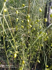 Retama monosperma