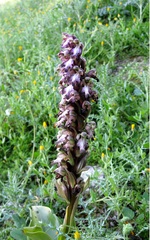 Himantoglossum robertianum