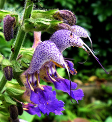 Salvia bowleyana