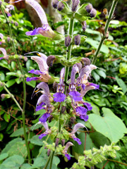Salvia bowleyana