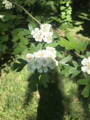 Crataegus monogyna