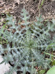 Cirsium vulgare