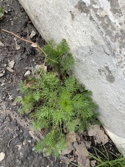 Tripleurospermum inodorum