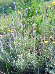 Lavandula dentata